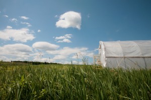 Greenhouse at Springbank Farm