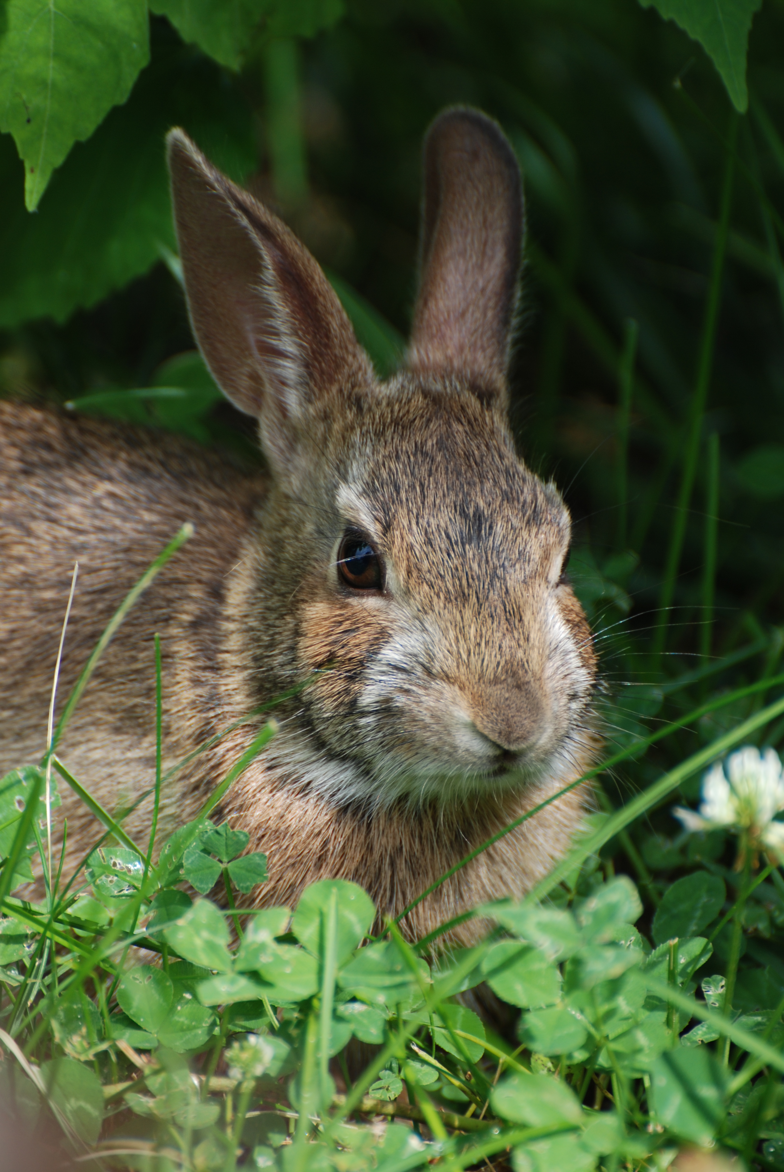 Eastern Cottontail. Photo by Jeff Moser and Jeanette Dillon.