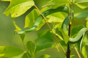 Green snake on the tree