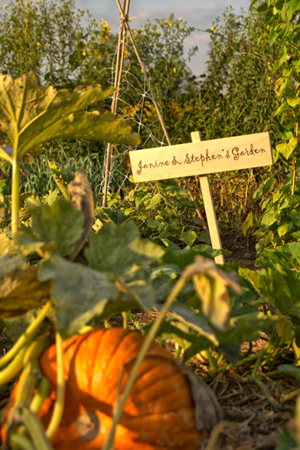 Community Gardens at Springbank –Photo by Barry Finnen