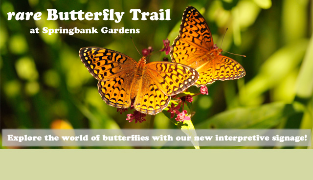 rare Butterfly Trail at Springbank Gardens. Explore the world of butterflies with our new interpretive signage! Butterflies