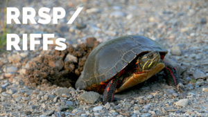 RRSP/RIFFs, Turtle