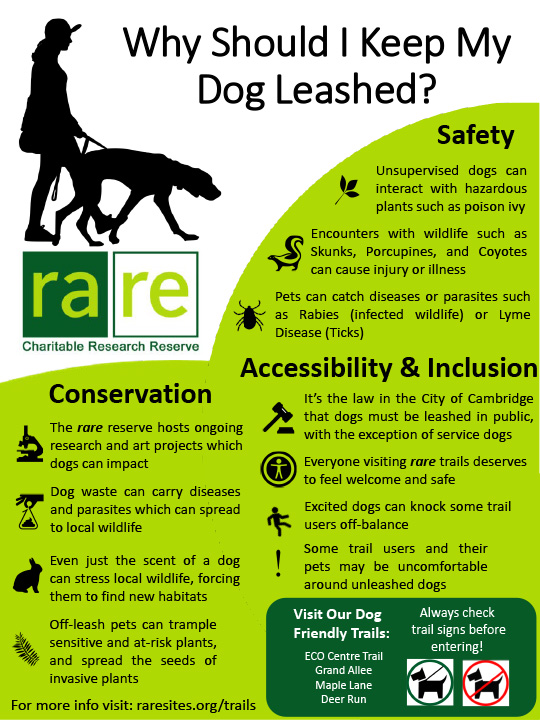 Poster: Why Should Dogs be Leashed