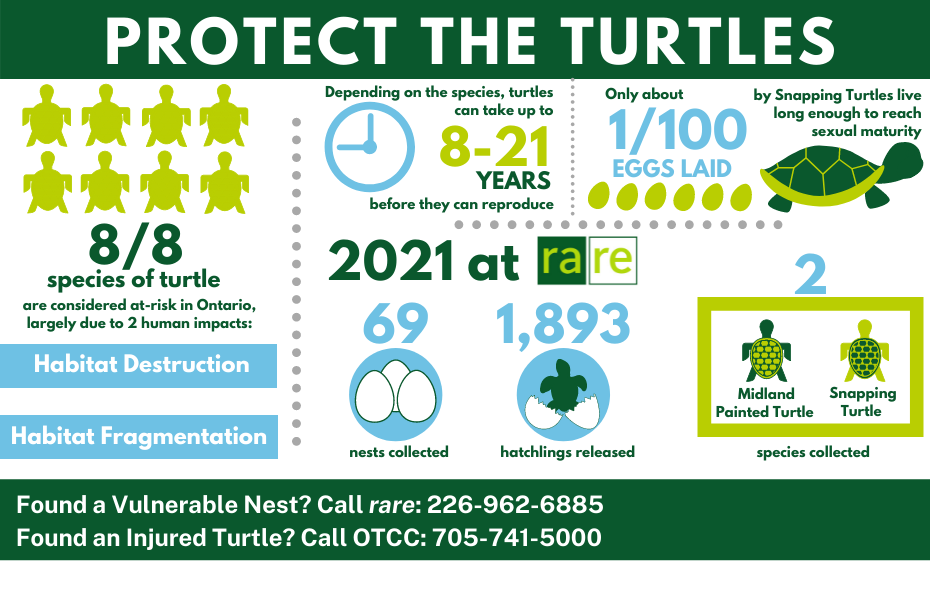 2021 Protect the Turtles Infographic