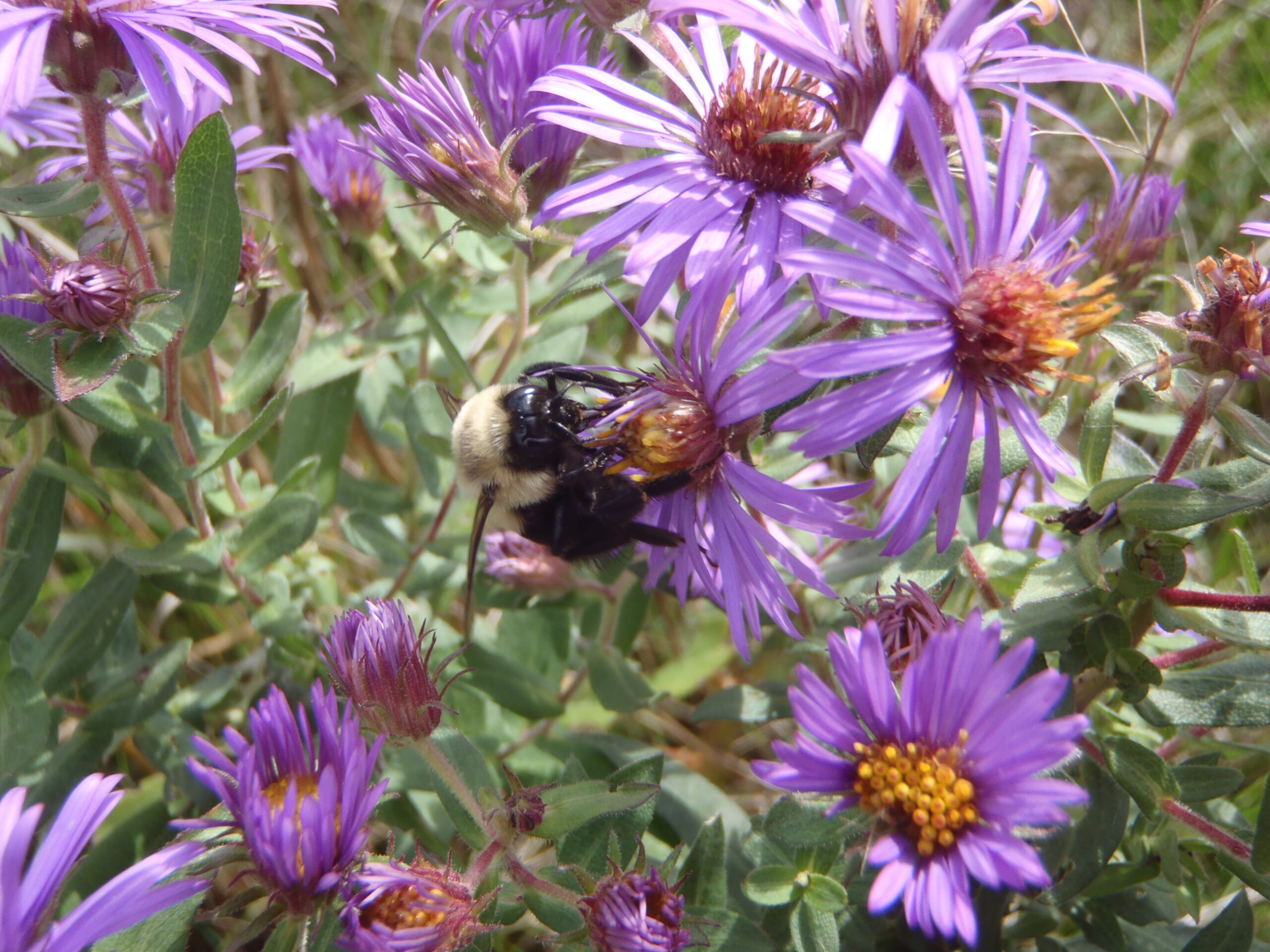 Photo: Bumblebee on New England Aster, by Tom Woodcock